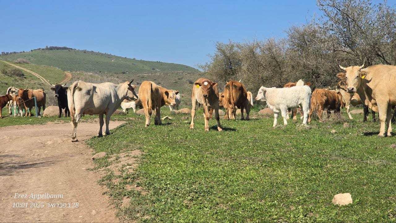 עדר בקר על דרך העפר, בין גבעות ירוקות
