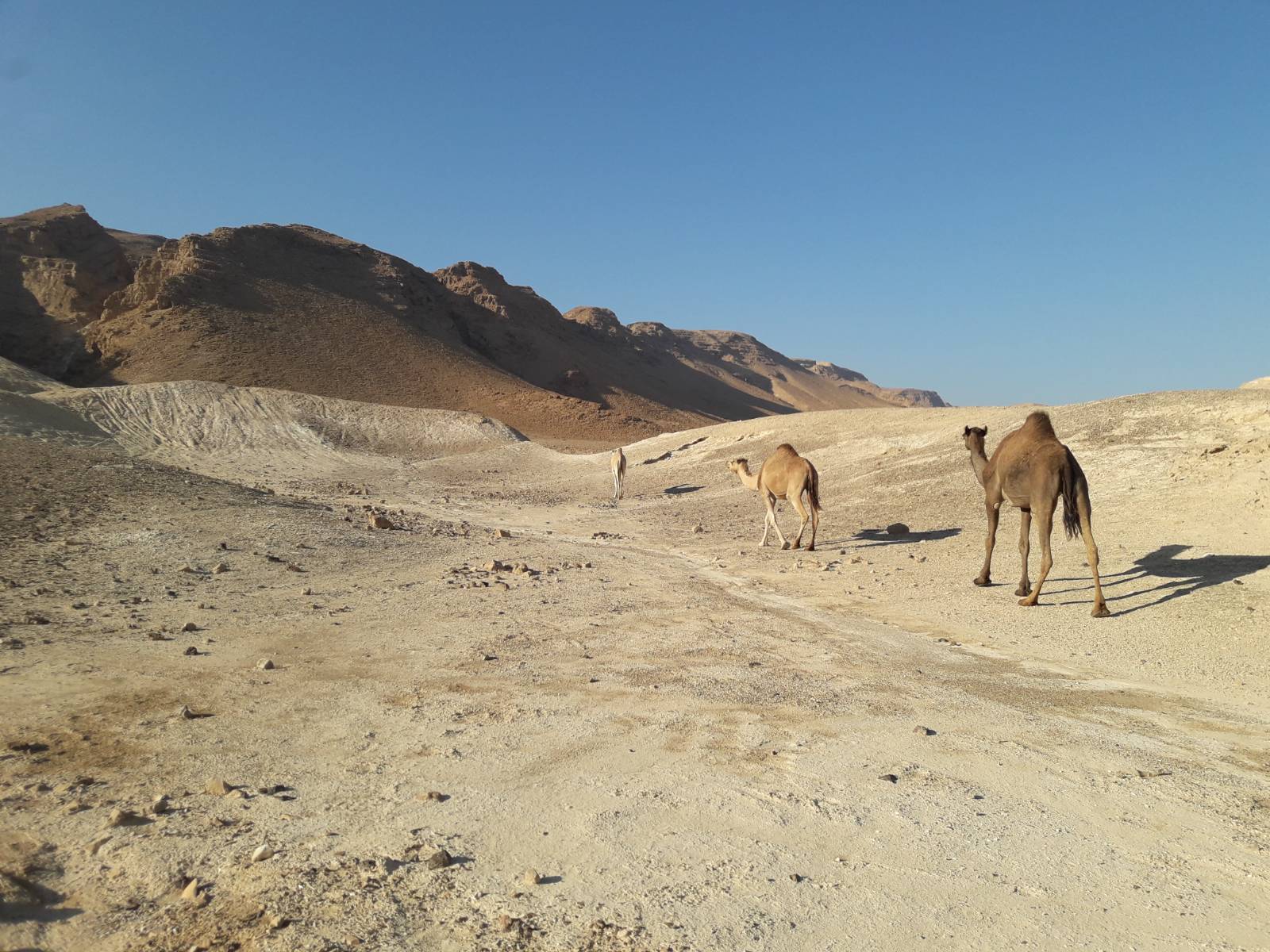 Dead Sea Reborn 5